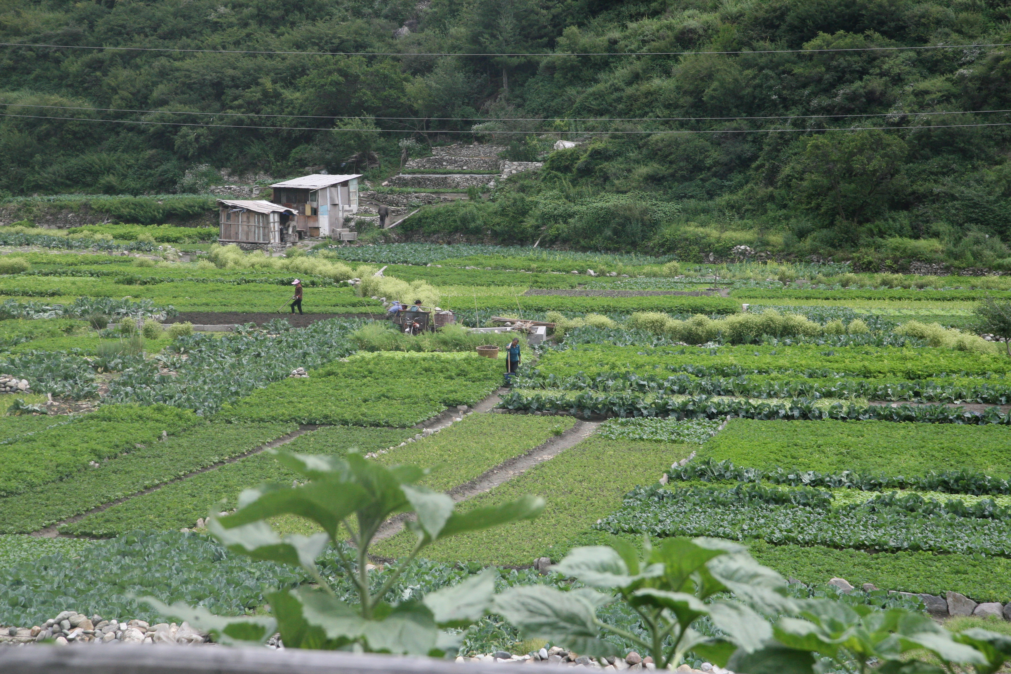 康定采风 4